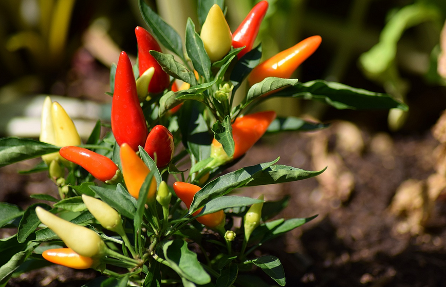 chilli peppers